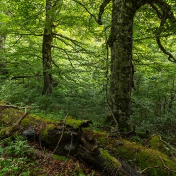 How to conserve old growth forests